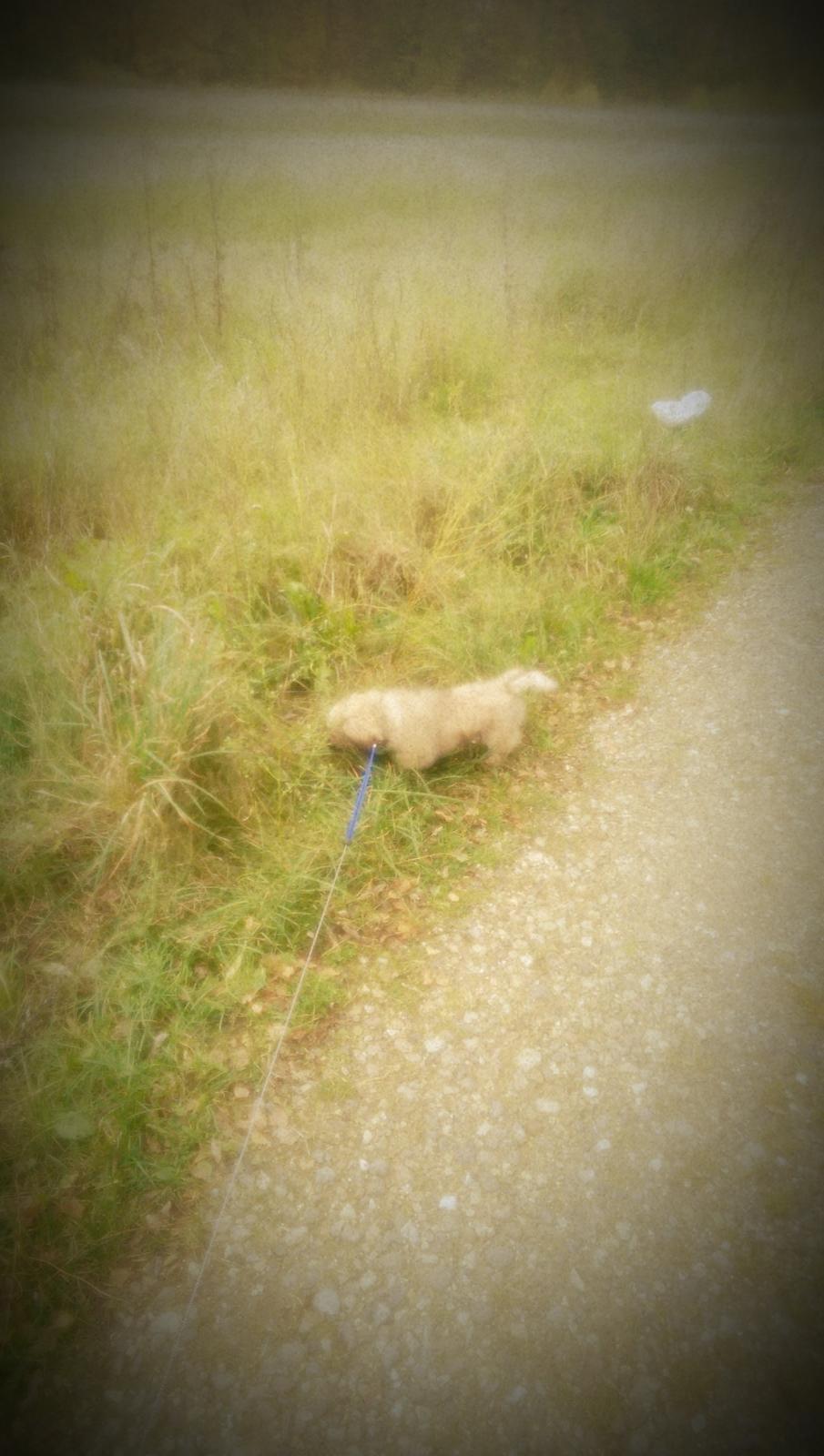 Pekingeser Cody billede 25