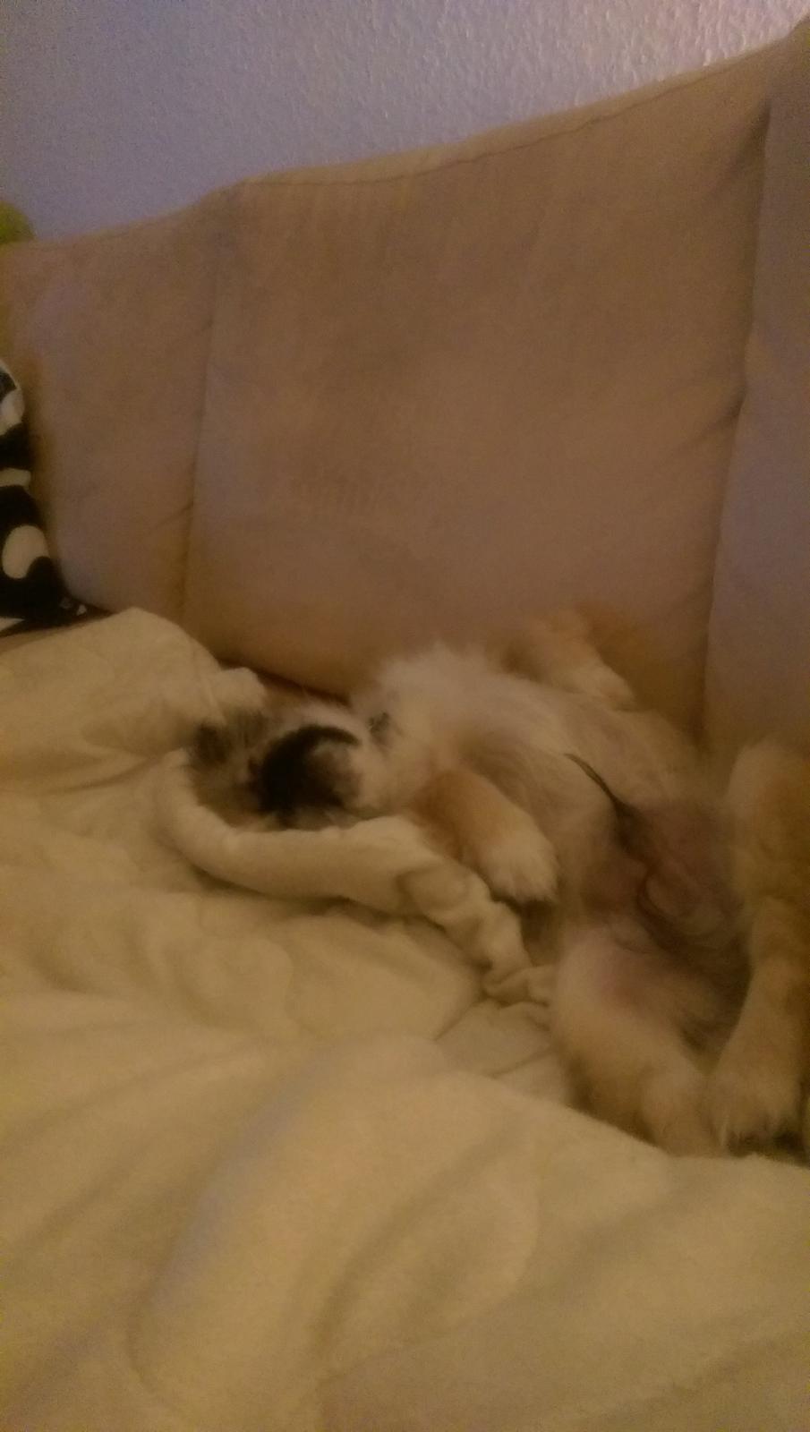 Pekingeser Cody billede 26