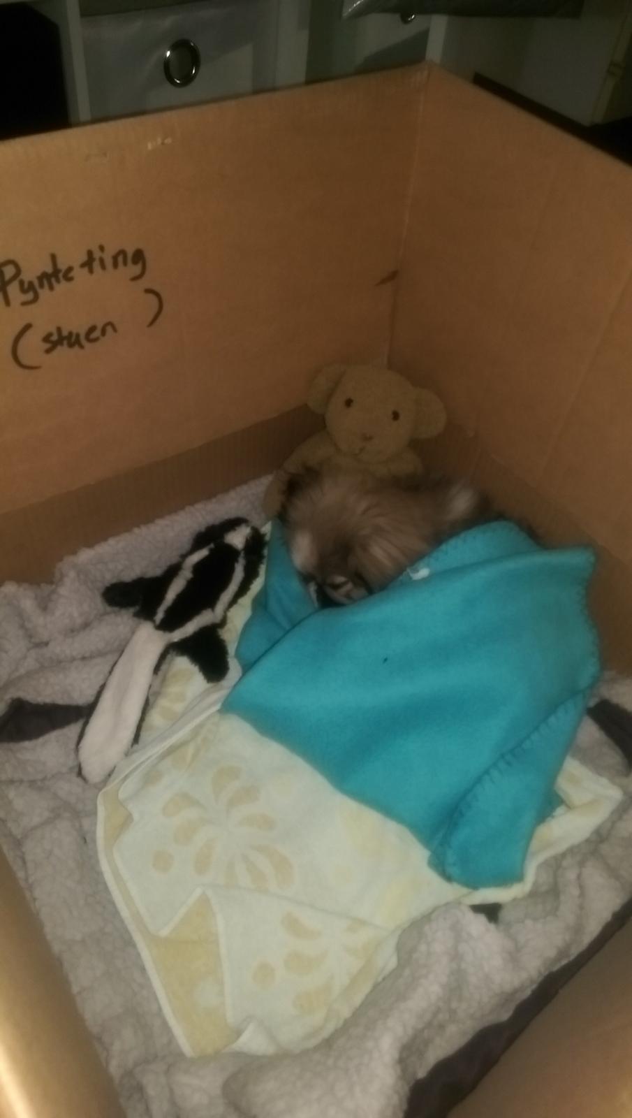 Pekingeser Cody billede 13