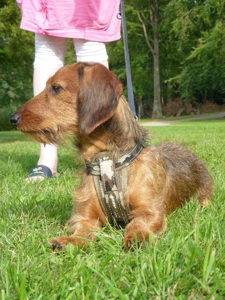 Gravhund Max billede 4