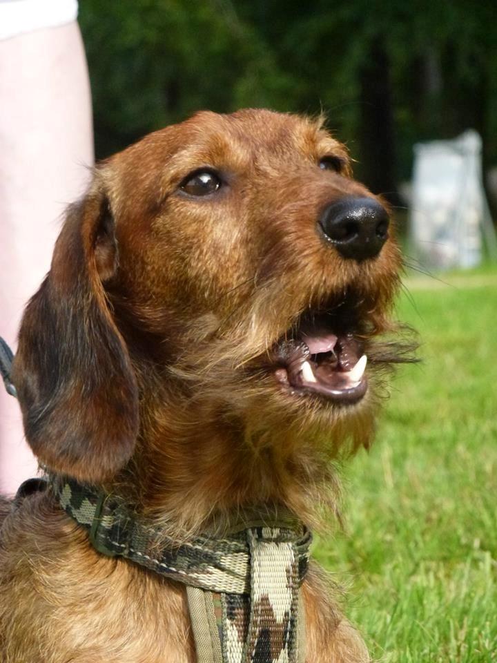 Gravhund Max billede 7