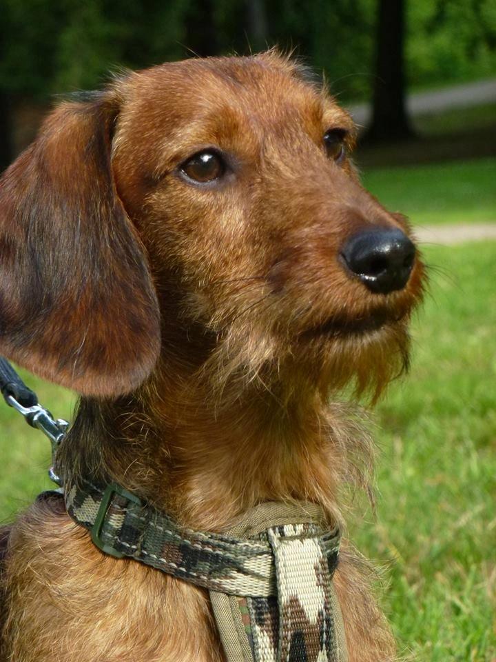 Gravhund Max billede 1