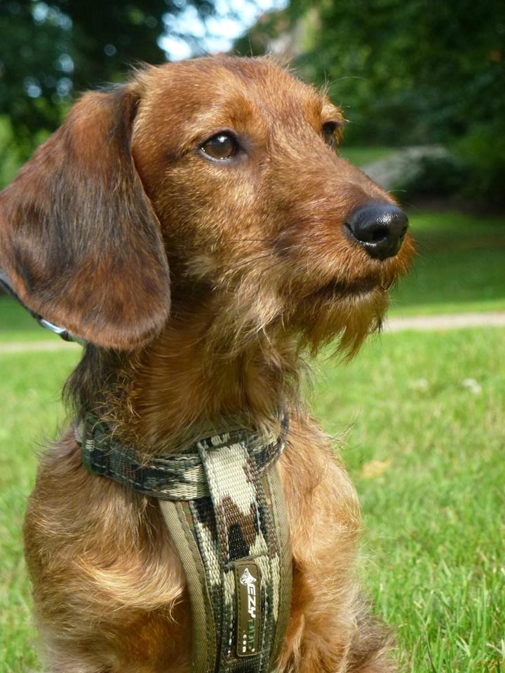 Gravhund Max billede 8