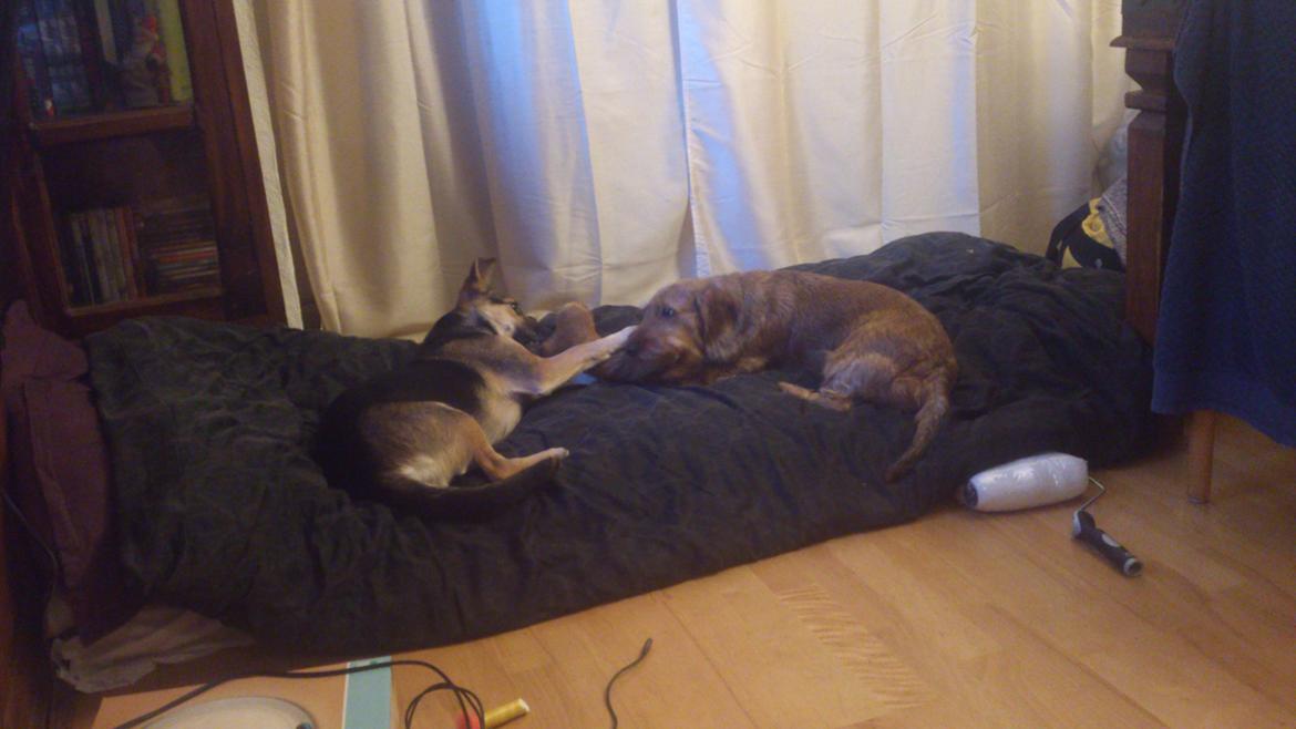 Gravhund Max billede 9