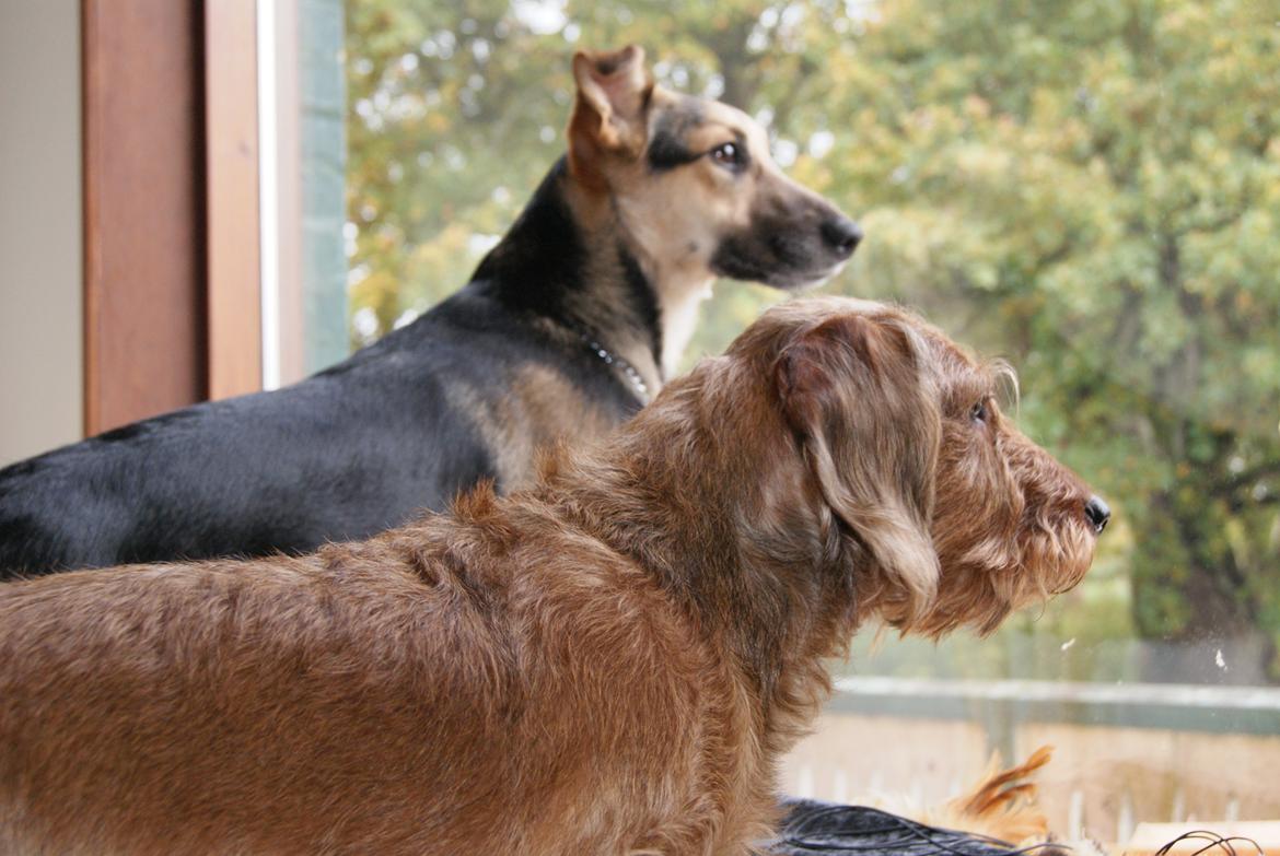 Gravhund Max billede 3