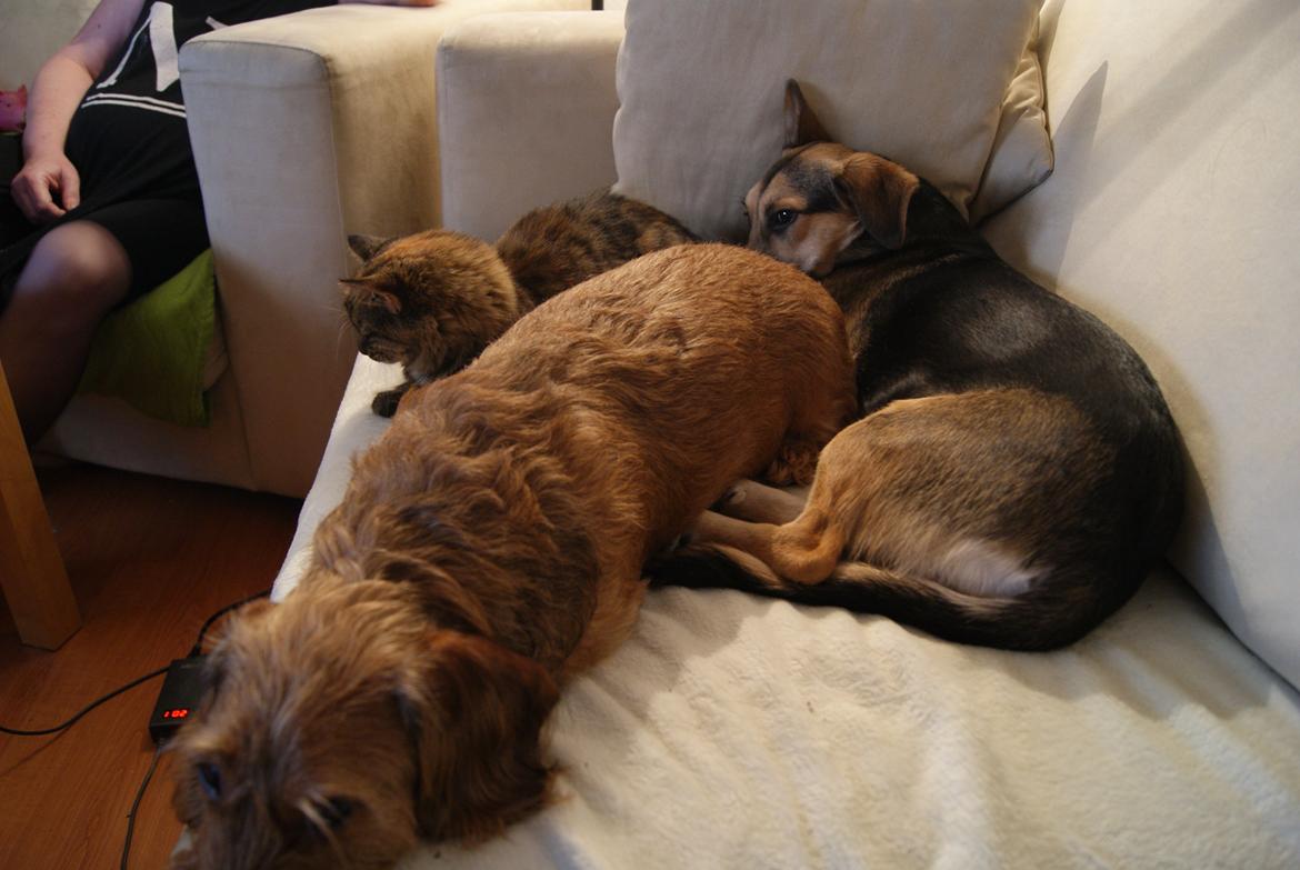 Gravhund Max billede 10