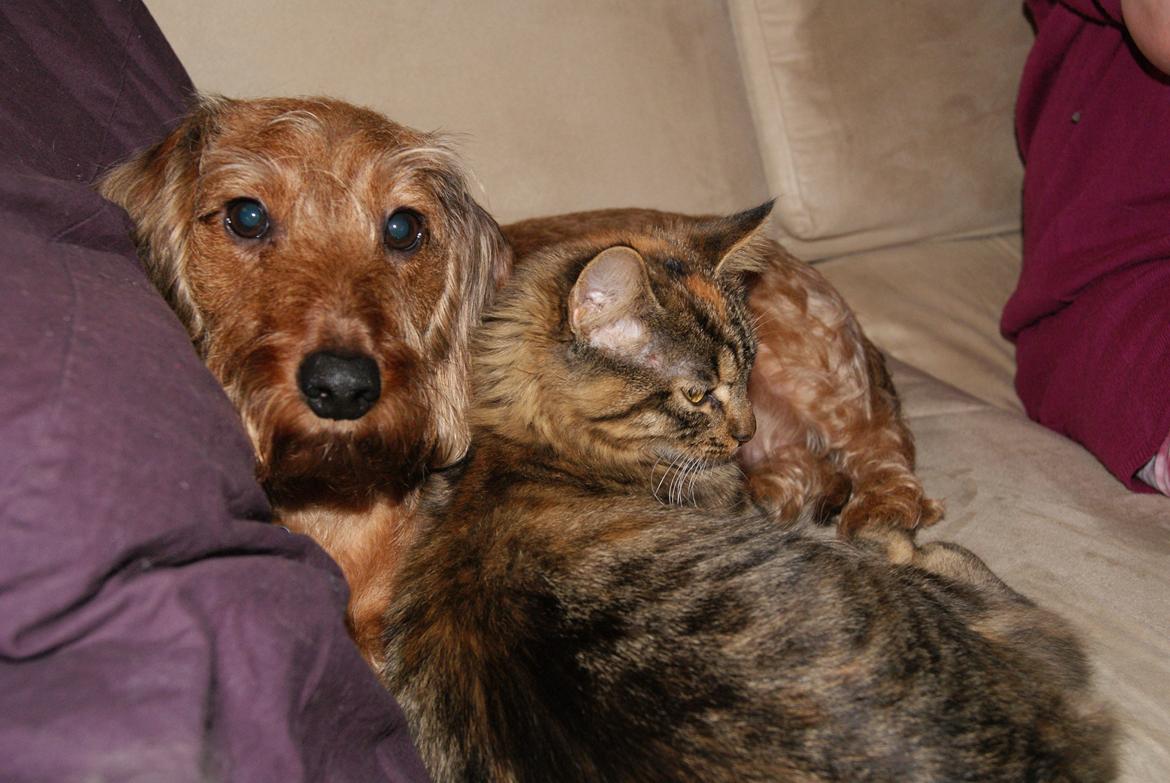 Gravhund Max billede 5