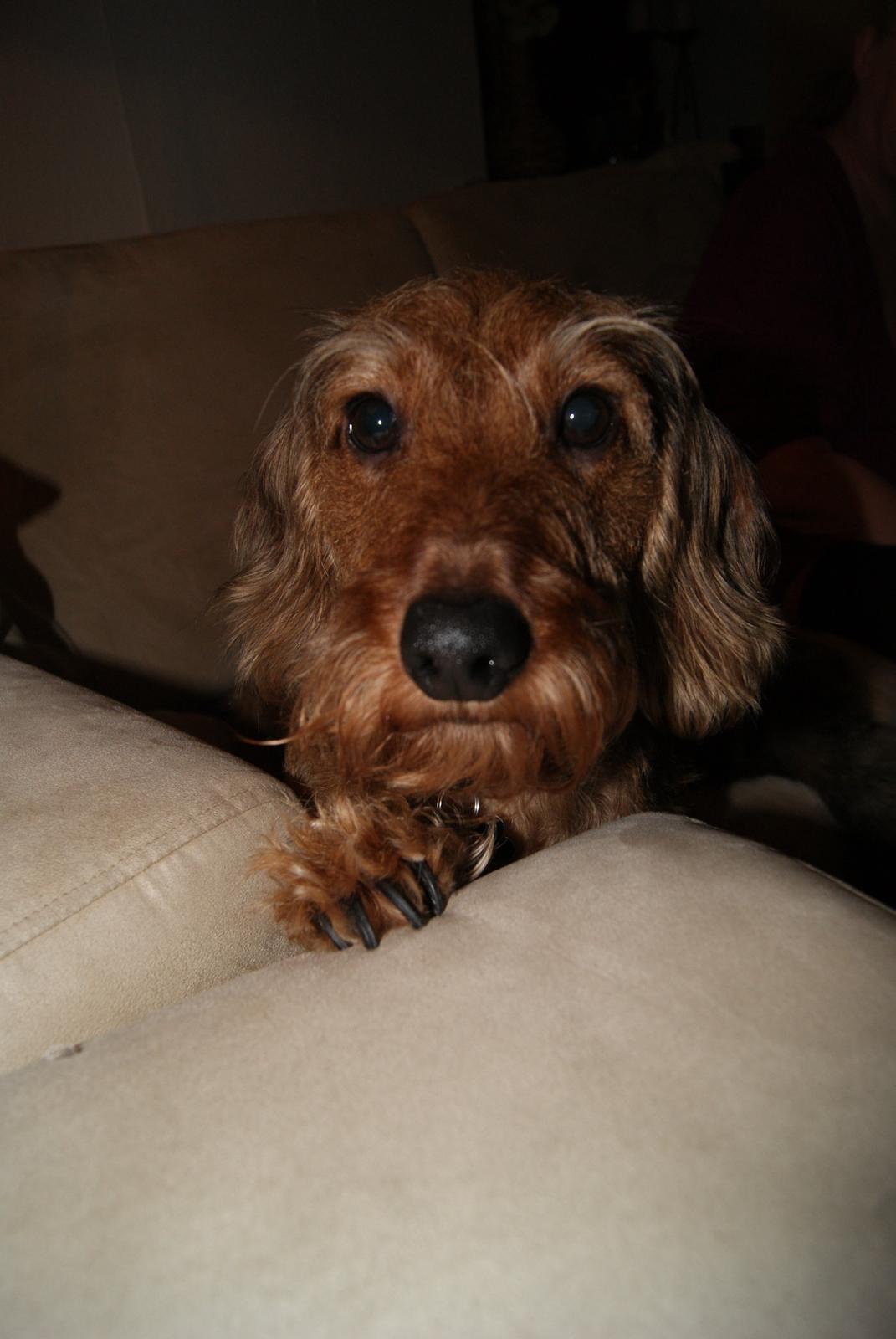 Gravhund Max billede 2