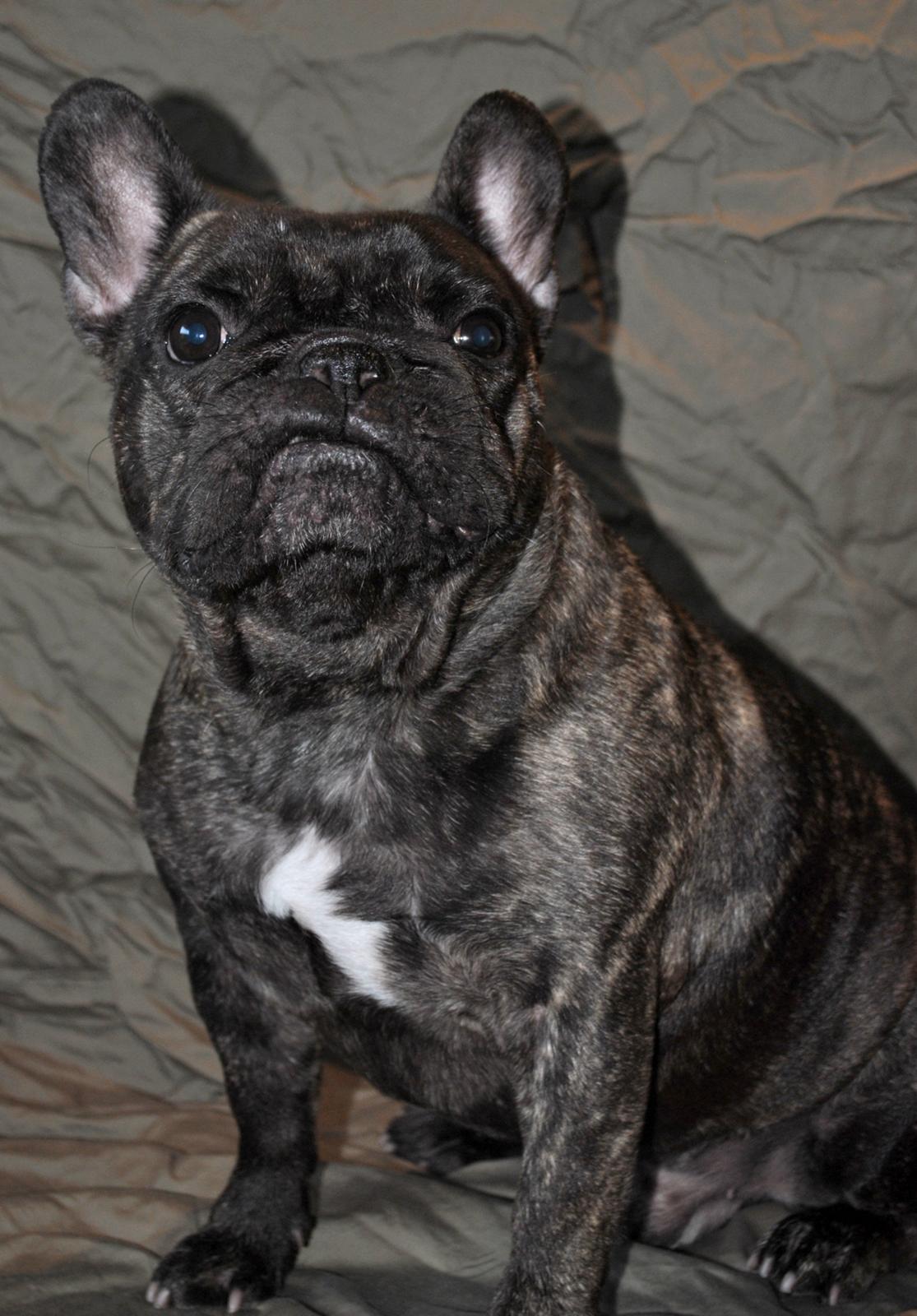 Fransk bulldog Alfred billede 1