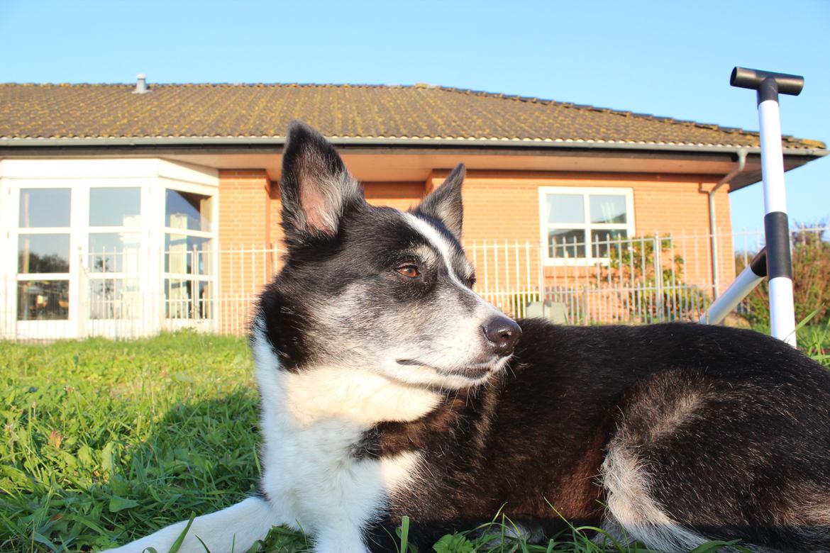 Border collie Svala [himmelhund] billede 32