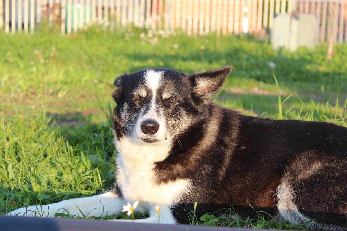Border collie Svala [himmelhund] billede 33
