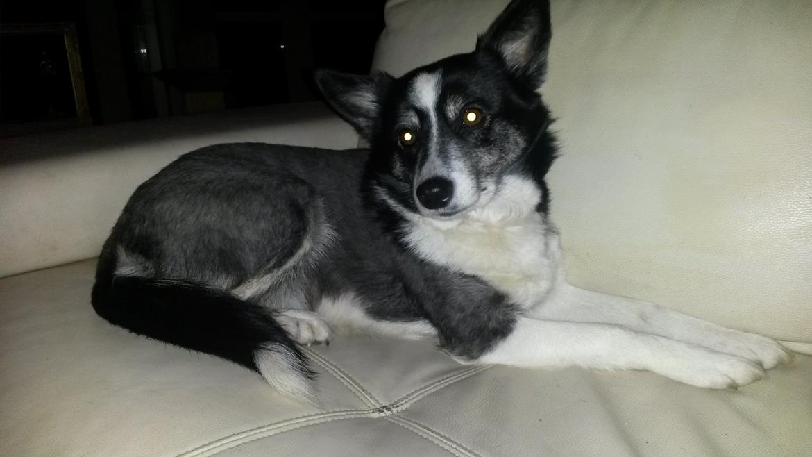 Border collie Svala [himmelhund] billede 34