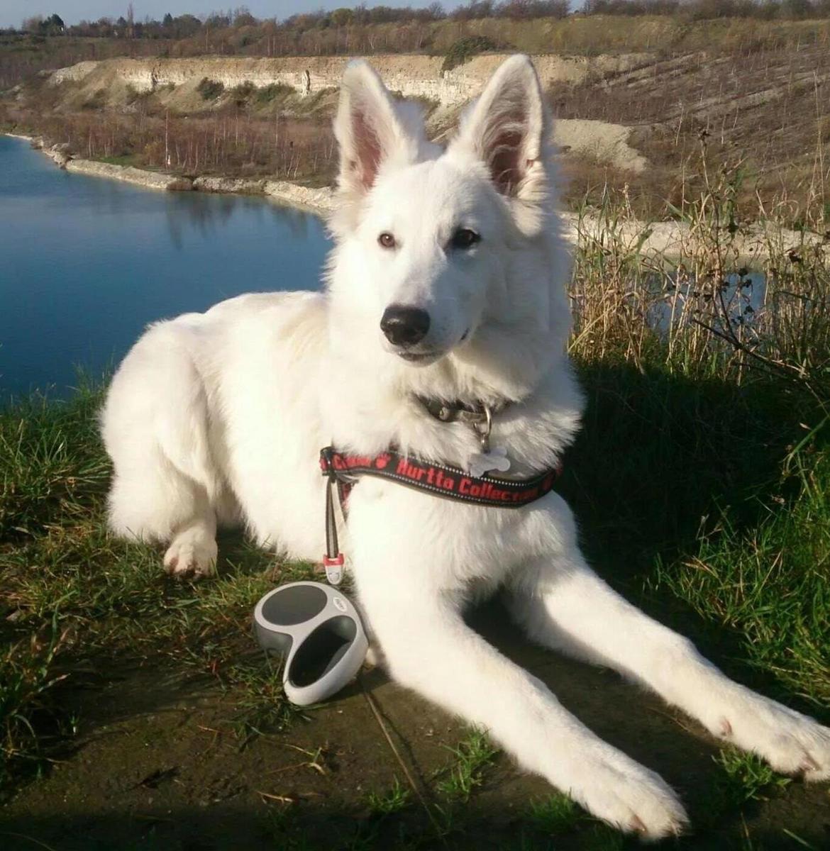 Hvid Schweizisk Hyrdehund charlie billede 17