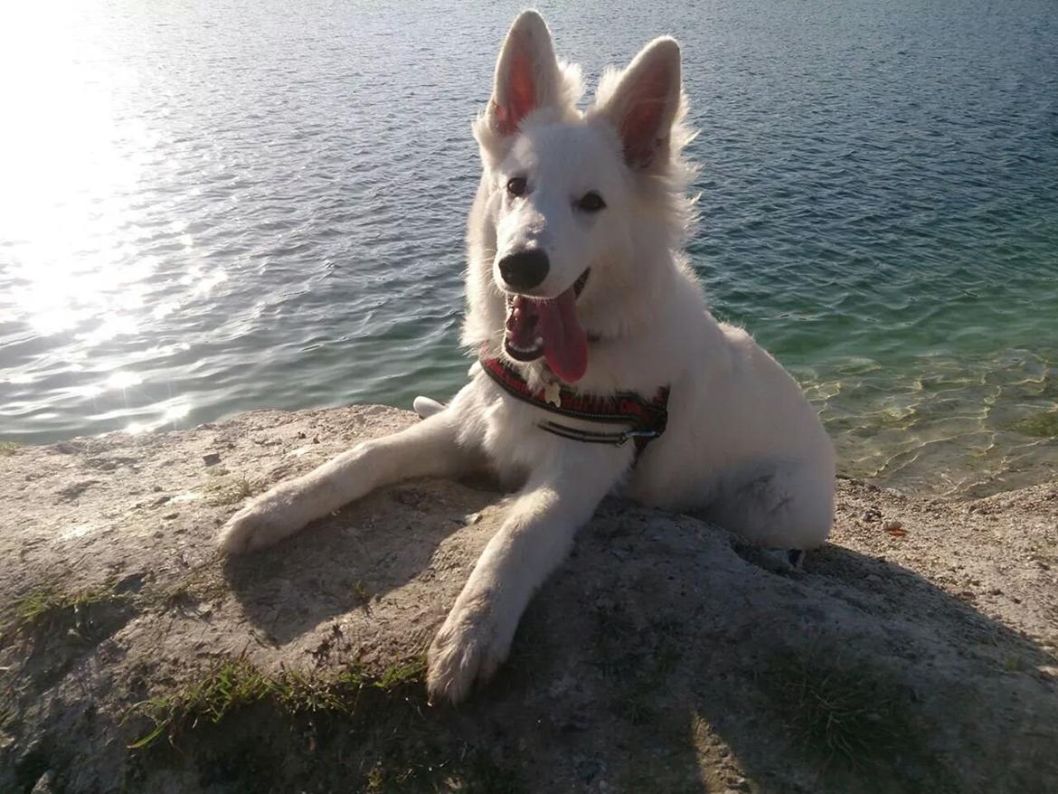 Hvid Schweizisk Hyrdehund charlie billede 18