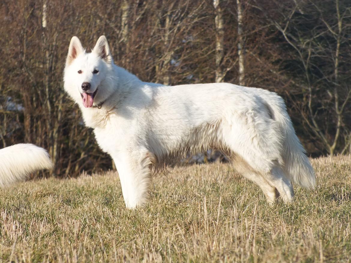 Hvid Schweizisk Hyrdehund charlie billede 19