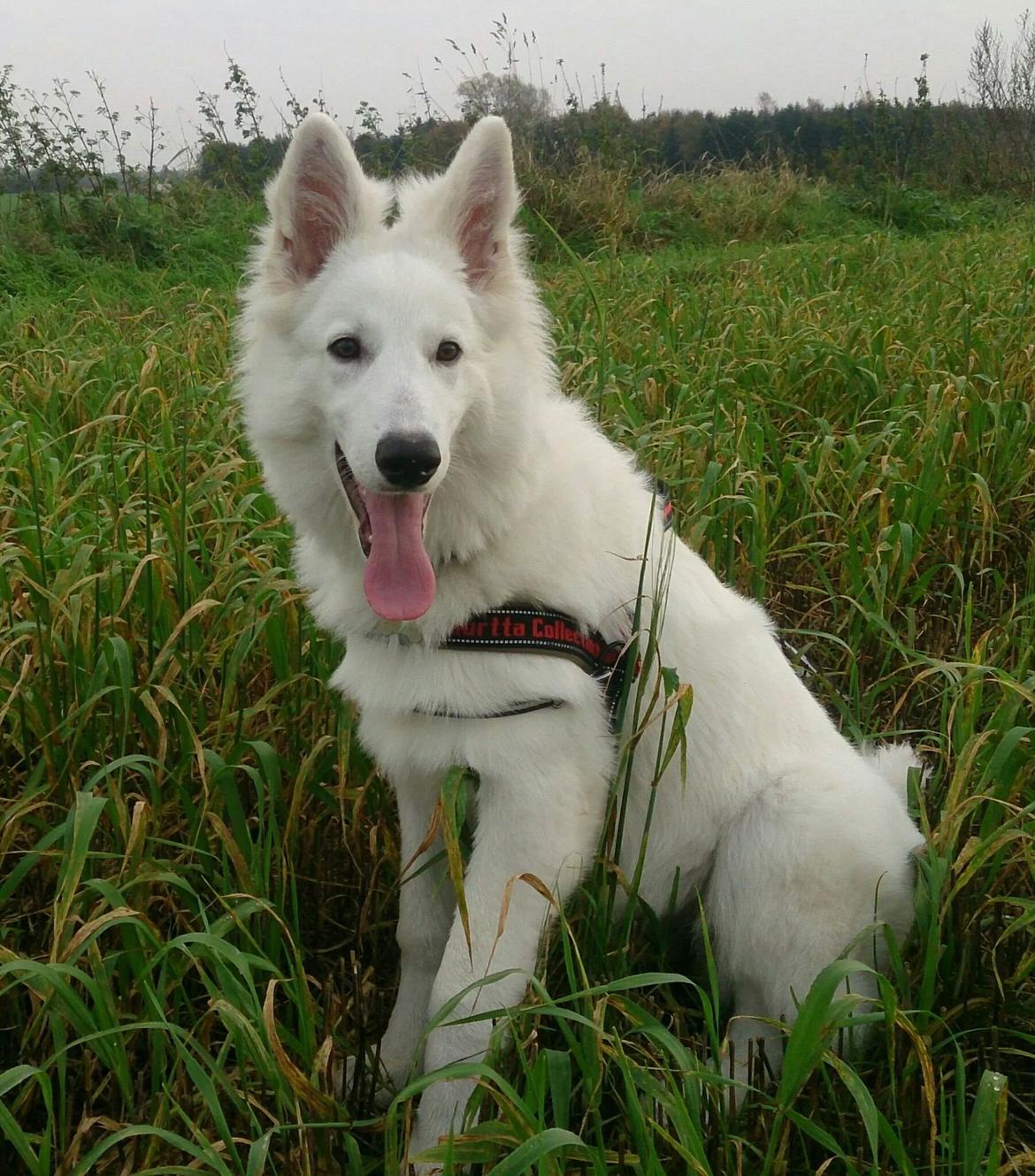 Hvid Schweizisk Hyrdehund charlie billede 20