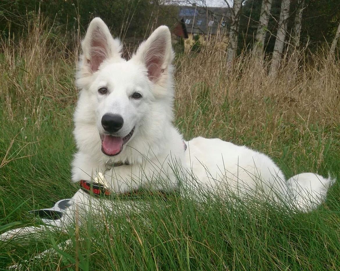 Hvid Schweizisk Hyrdehund charlie billede 21