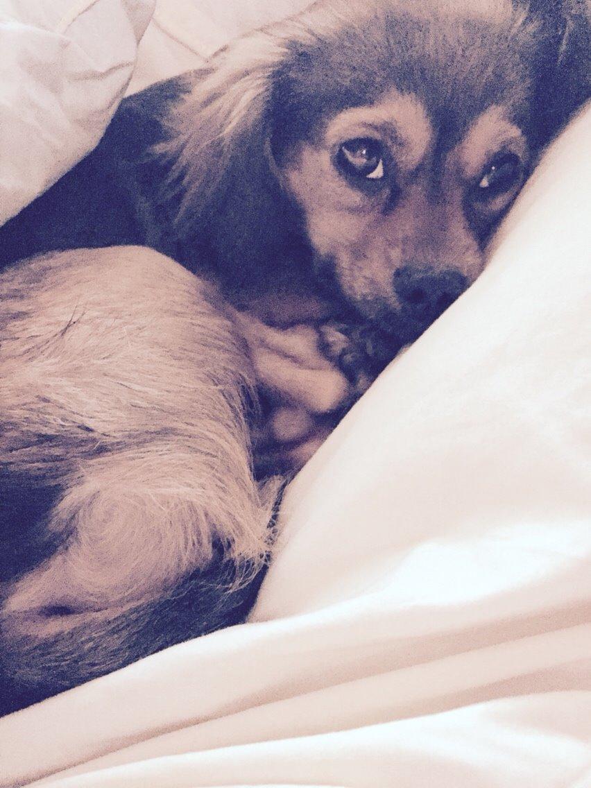 Blanding af racer Luna billede 37