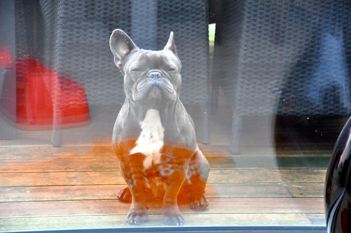 Fransk bulldog Blue Armani billede 3