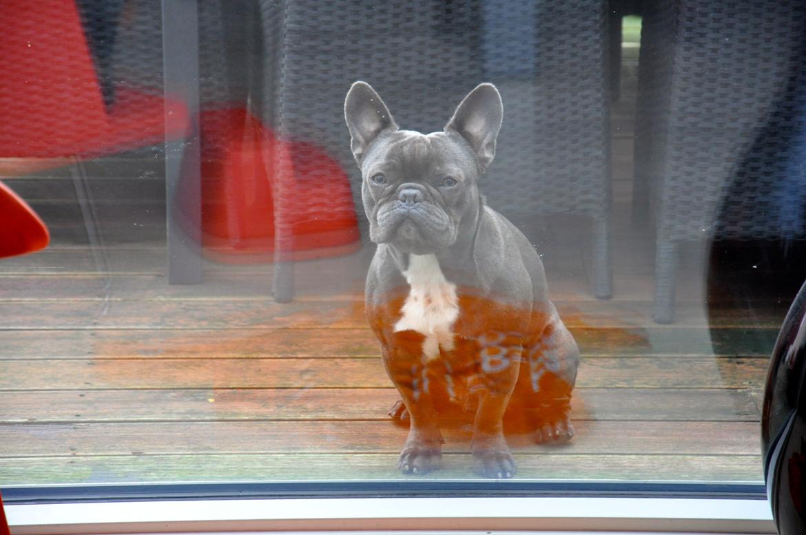 Fransk bulldog Blue Armani billede 2