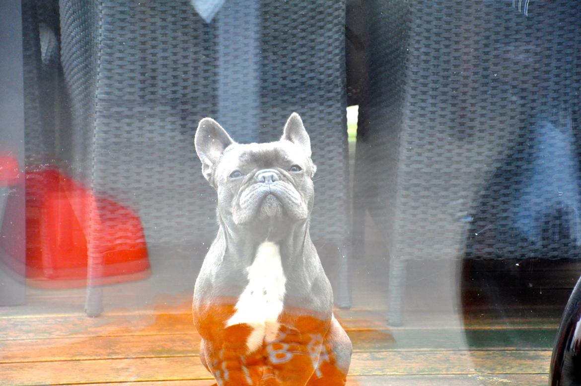 Fransk bulldog Blue Armani billede 6