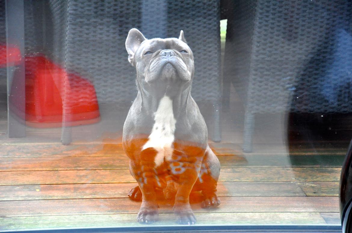 Fransk bulldog Blue Armani billede 5