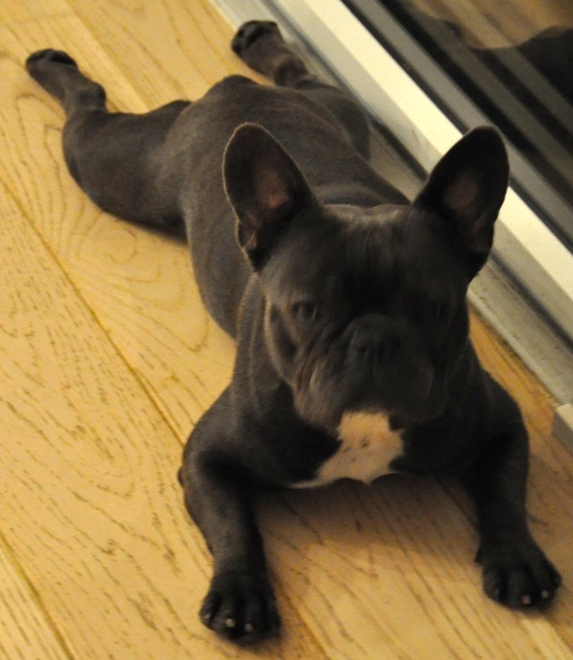 Fransk bulldog Blue Armani billede 8