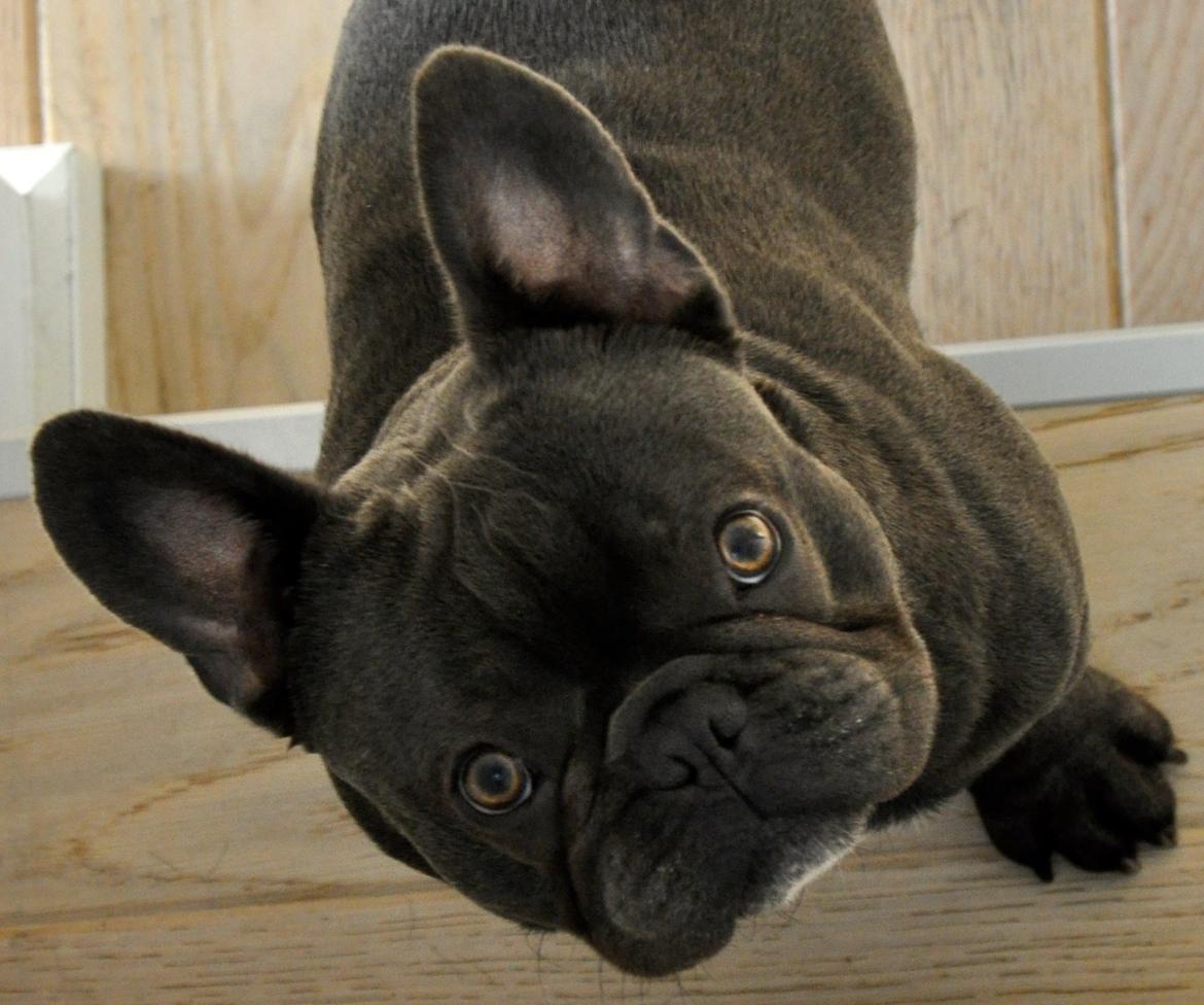 Fransk bulldog Blue Armani billede 1