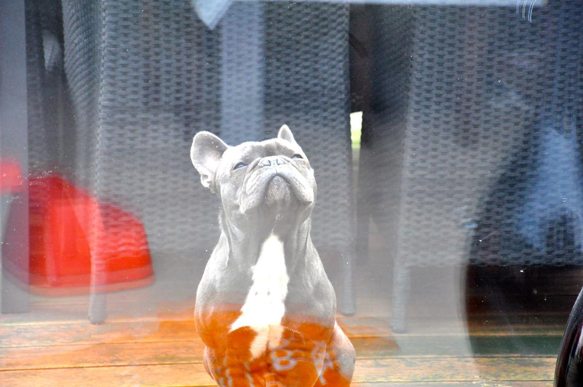 Fransk bulldog Blue Armani billede 7