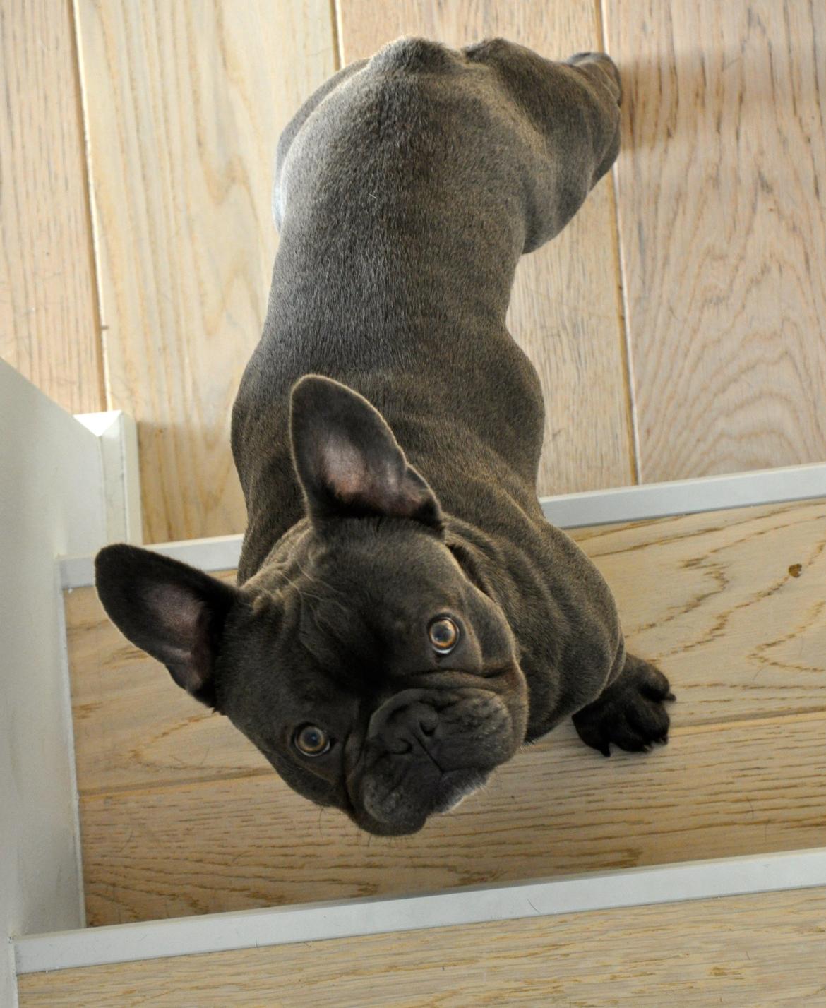 Fransk bulldog Blue Armani billede 9