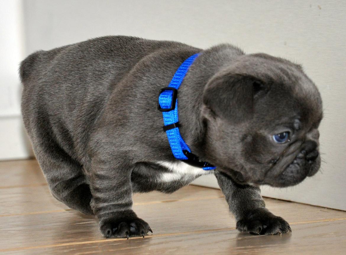 Fransk bulldog Blue Armani billede 11