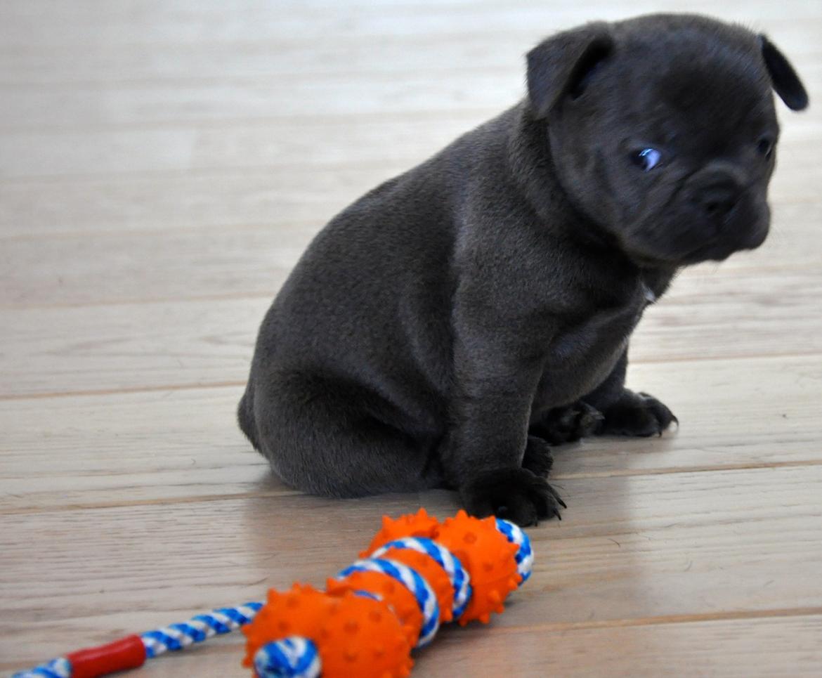 Fransk bulldog Blue Armani billede 12