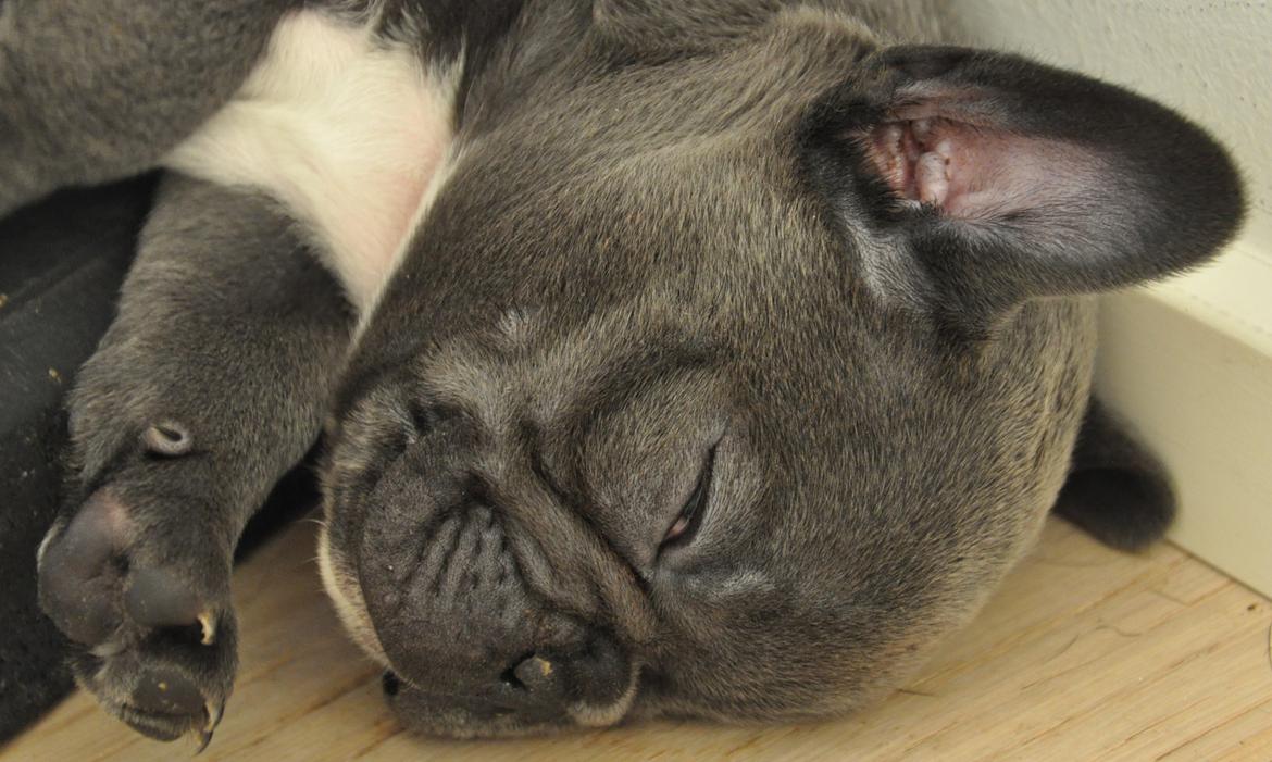 Fransk bulldog Blue Armani billede 13