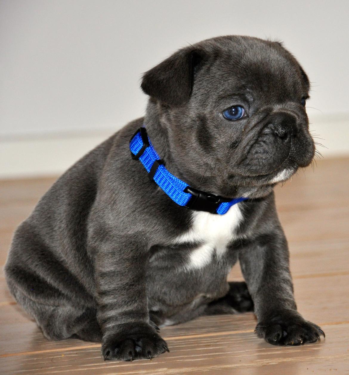 Fransk bulldog Blue Armani billede 10