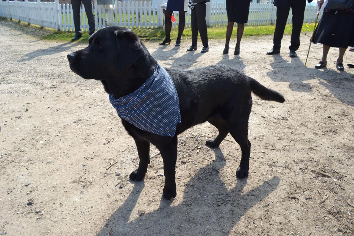 Labrador retriever Nico - Nico til min konfirmation billede 9