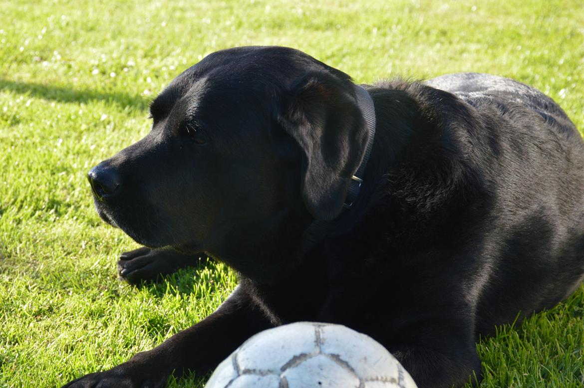 Labrador retriever Nico billede 3