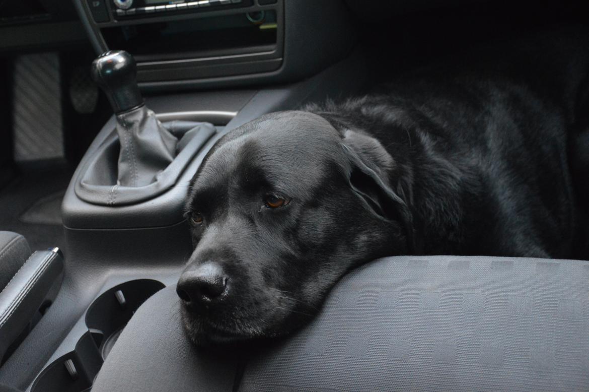 Labrador retriever Nico billede 4