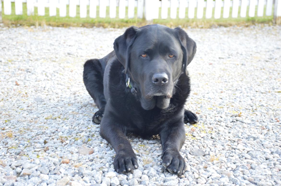 Labrador retriever Nico billede 5