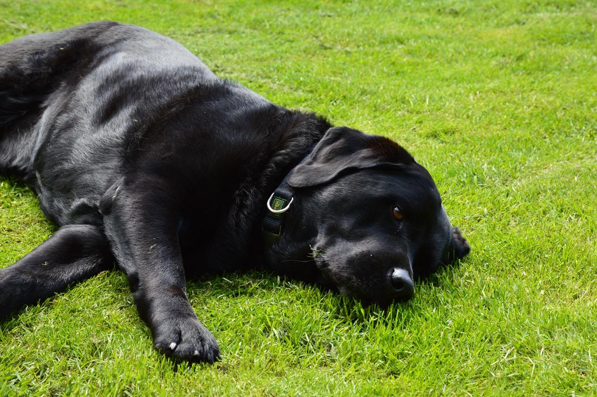 Labrador retriever Nico billede 6