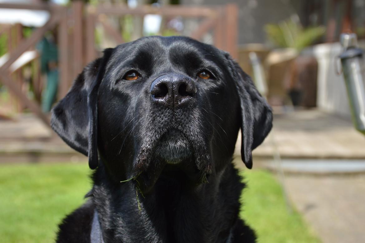 Labrador retriever Nico billede 7