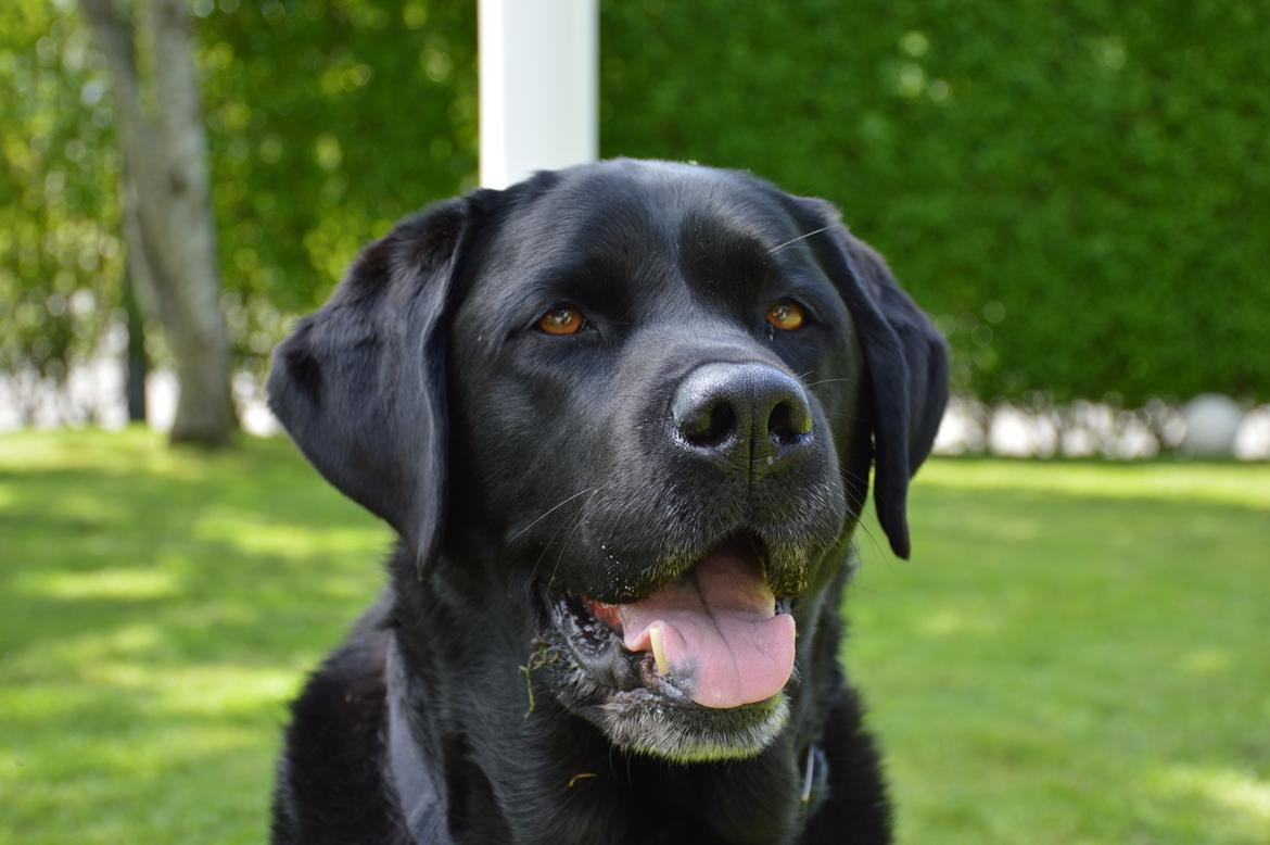 Labrador retriever Nico billede 8