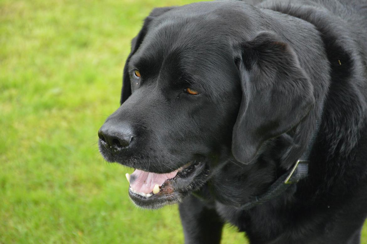Labrador retriever Nico billede 10