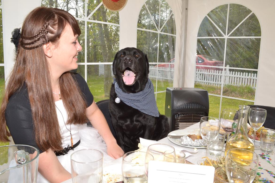 Labrador retriever Nico - Nico til min konfirmation :) billede 2