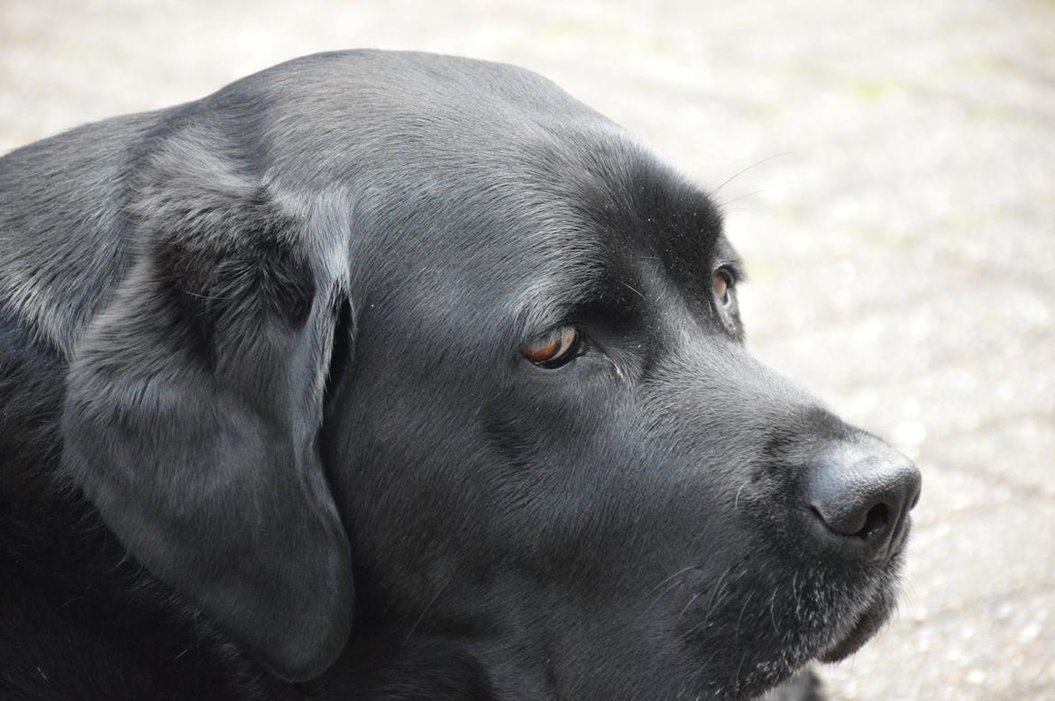 Labrador retriever Nico billede 12
