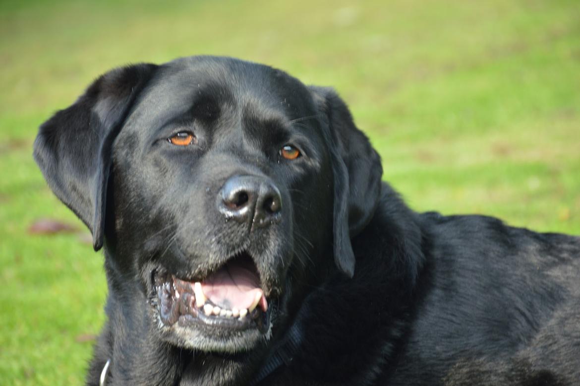 Labrador retriever Nico billede 13