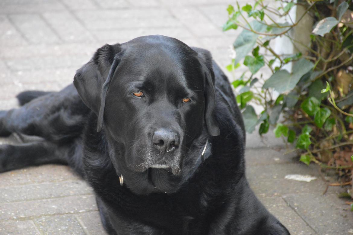 Labrador retriever Nico billede 11