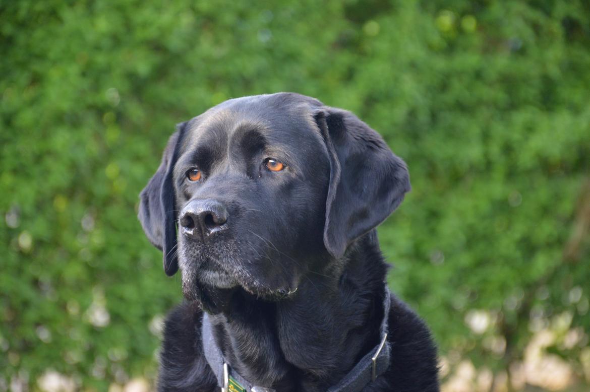 Labrador retriever Nico billede 15