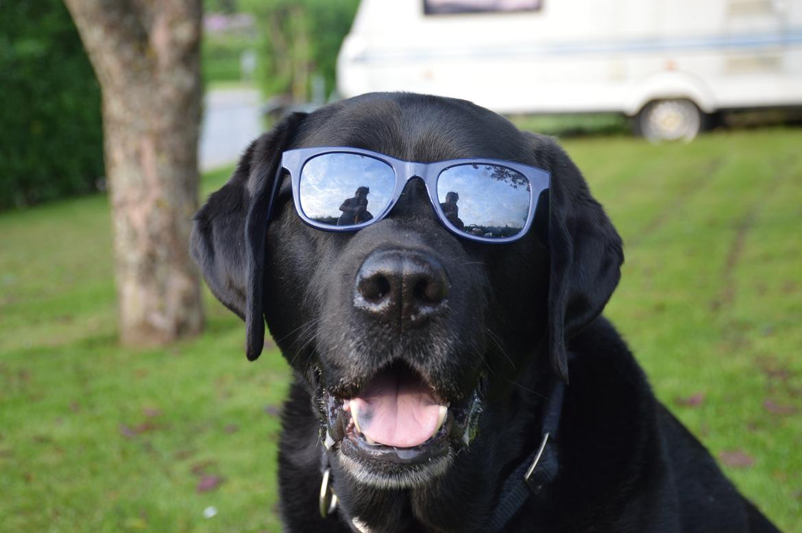 Labrador retriever Nico - Skønne Nico :D billede 1