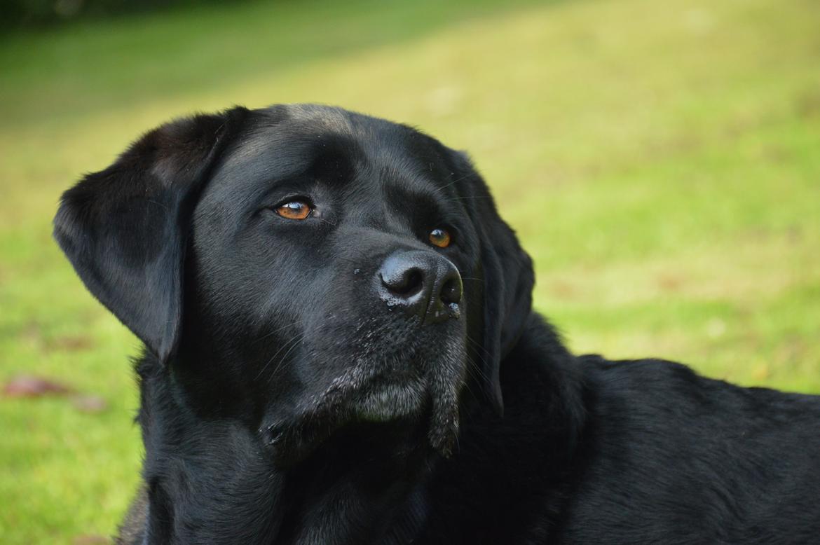 Labrador retriever Nico billede 14
