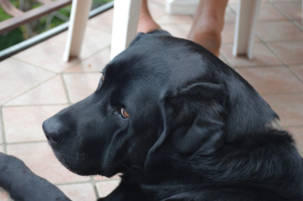 Labrador retriever Nico billede 17